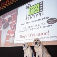 Gallery 5 - 2018 N.Y. Dog and Cat Film Festival