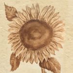 Gallery 5 - Nancy_Nichols_sunflower