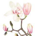 Gallery 1 - Susan Hill-McEntee, Magnolia x veitchii