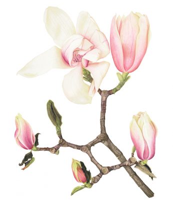 Gallery 1 - Susan Hill-McEntee, Magnolia x veitchii