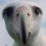 Gallery 4 - Albatross - Free Screening