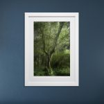 "Concerning Trees" Photography Exhibit