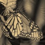 Elizabeth Weber: An Homage to Western Monarch Butterflies