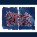 Josie Iselin – The Curious World of Seaweed