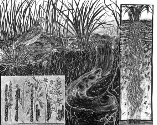 Gallery 3 - Laurie Sawyer, Coastal Prarie, India Ink On Clayboard, 16 x 20