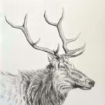 Gallery 2 - Xander Weaver-Scull, Tule Elk1, Ink Painting, 22in x 28in