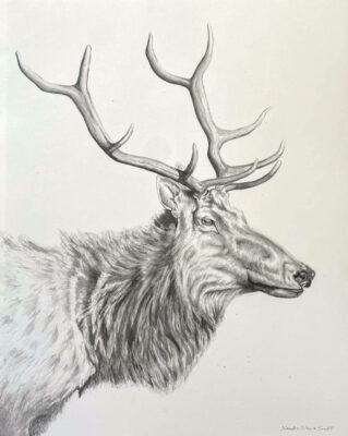 Gallery 2 - Xander Weaver-Scull, Tule Elk1, Ink Painting, 22in x 28in