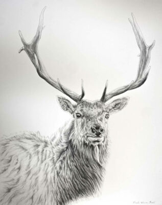 Gallery 3 - Xander Weaver-Scull, Tule Elk2, Ink Painting, 22in x 28in